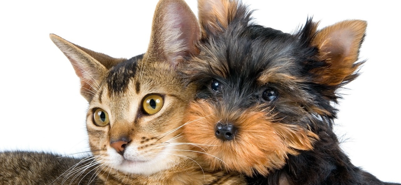 Доска объявлений о животных | ЗооТом - продажа, вязка и услуги для животных в Дубовке
