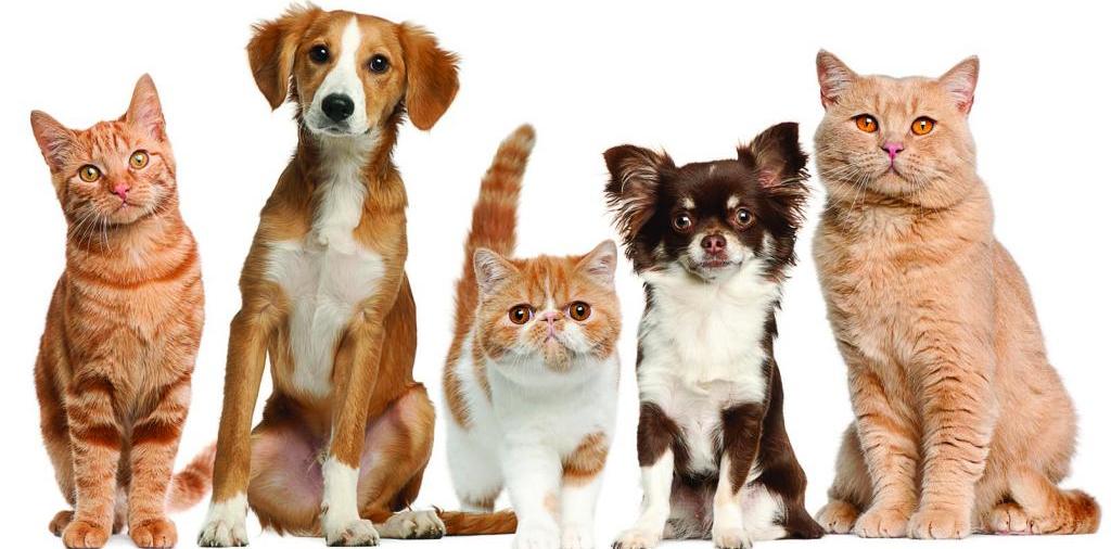 Доска объявлений о животных | ЗооТом - продажа, вязка и услуги для животных в Дубовке
