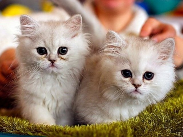 Породы кошек в Дубовке | ЗооТом портал о животных