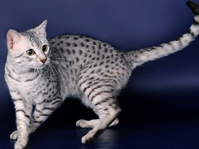 Породы кошек в Дубовке | ЗооТом портал о животных