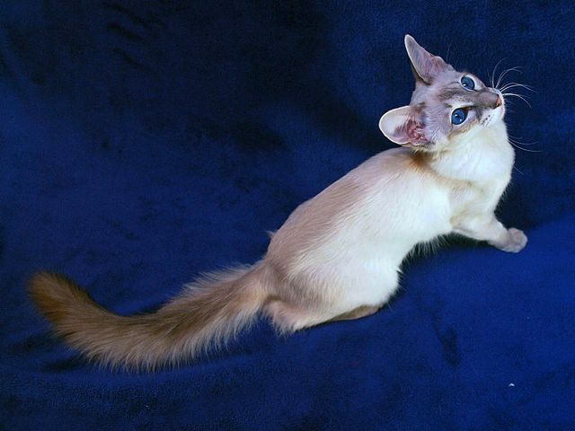 Выведенные породы кошек в Дубовке | ЗооТом портал о животных