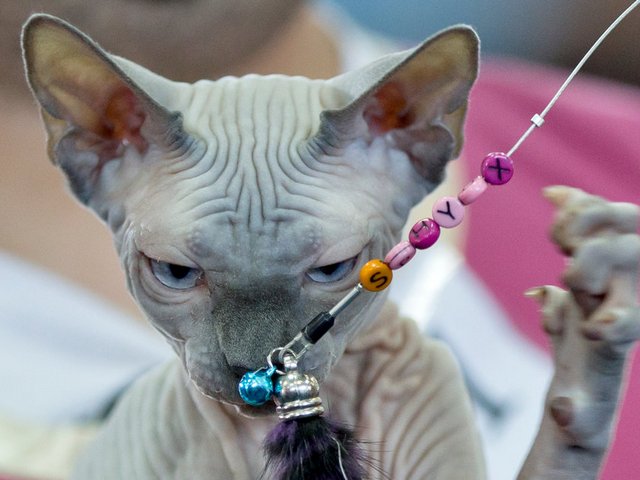 Выставки кошек в Дубовке | ЗооТом портал о животных