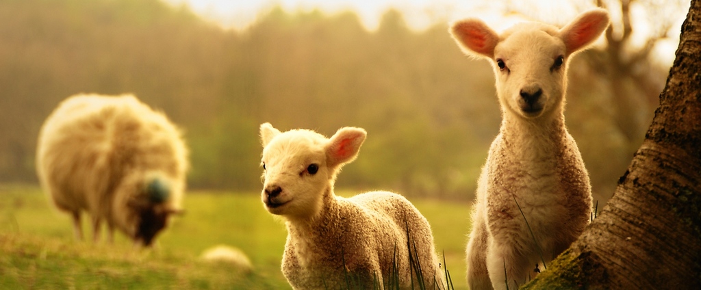 Объявления о сельскохозяйственных животных | ЗооТом - продажа, вязка и услуги для животных в Дубовке