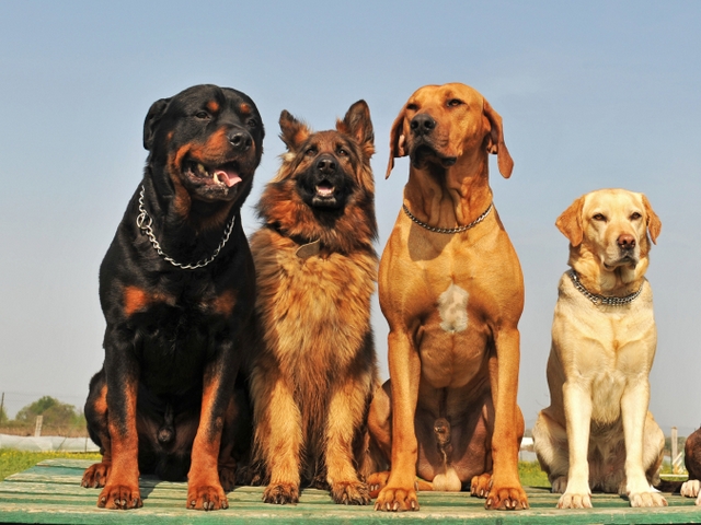 Крупные породы собак в Дубовке | ЗооТом портал о животных