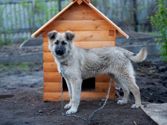 Все о собаках в Дубовке Все о собаках в Дубовке